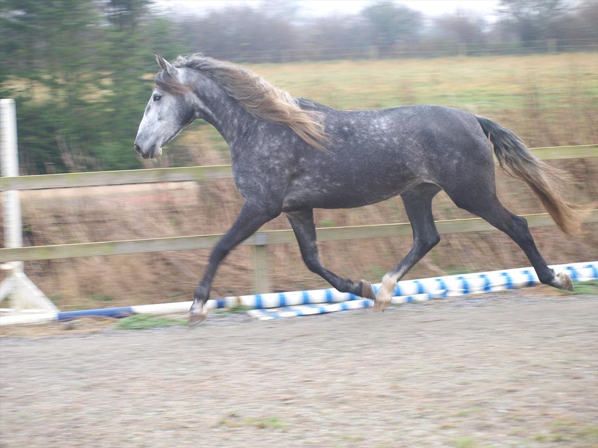 Lusitano Campeã *grand danois* billede 14