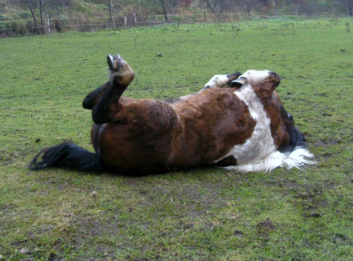 Islænder Embla fra Vesterlund billede 17