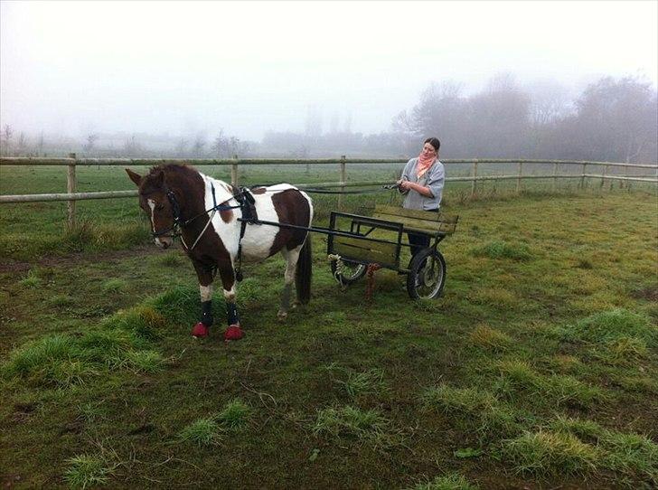 Pinto perle billede 7