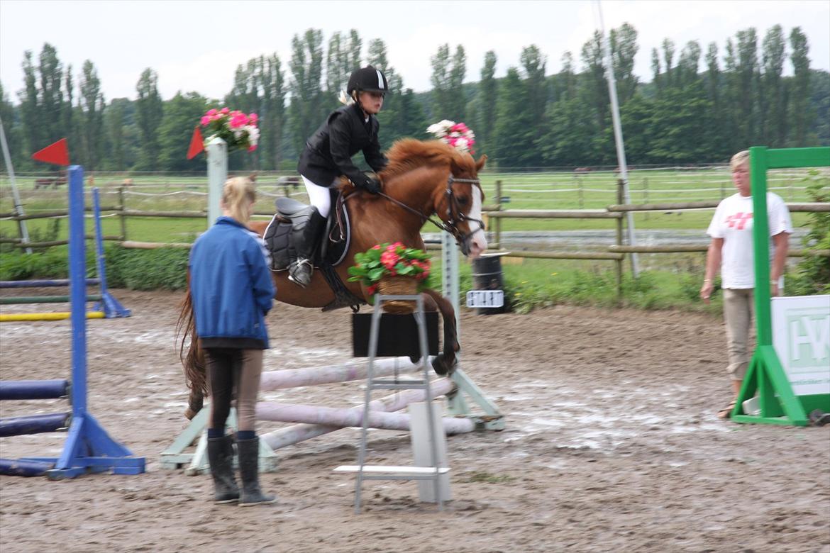 Irsk Sportspony Whos Smart "smarte" min springstjerne - smarte og rebecca til stævne LC billede 1