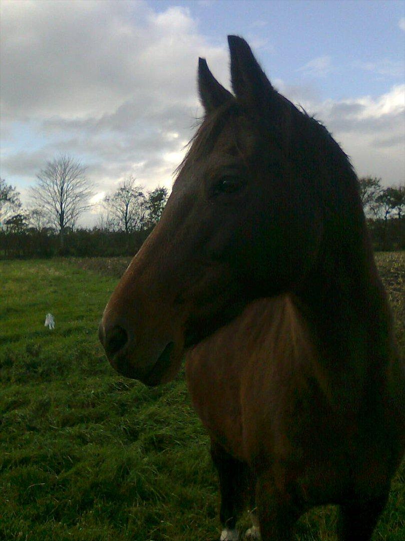 Anden særlig race Allie - det er det første billede jeg fik for ikke engang 1 mdr siden det var det billede jeg faldt for.. :-) billede 1