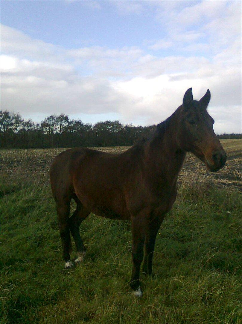 Anden særlig race Allie - det her var billede nr 2 jeg fik inden jeg købte hende :-) hun er bare så dejlig... billede 3