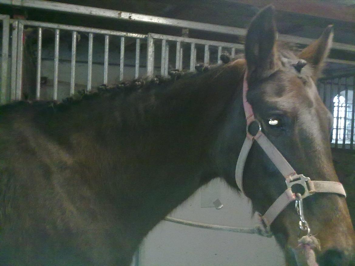 Anden særlig race Allie - er hun ik bare en lille skøn hest :-) billede 4