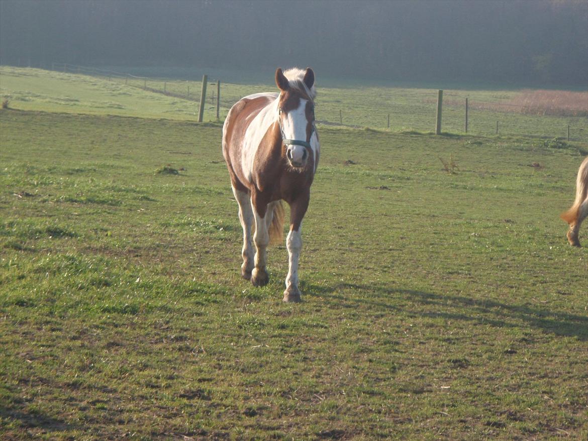 Anden særlig race Wotan - "Hej mor, kommer du med noget spændende til mig?" :) billede 19