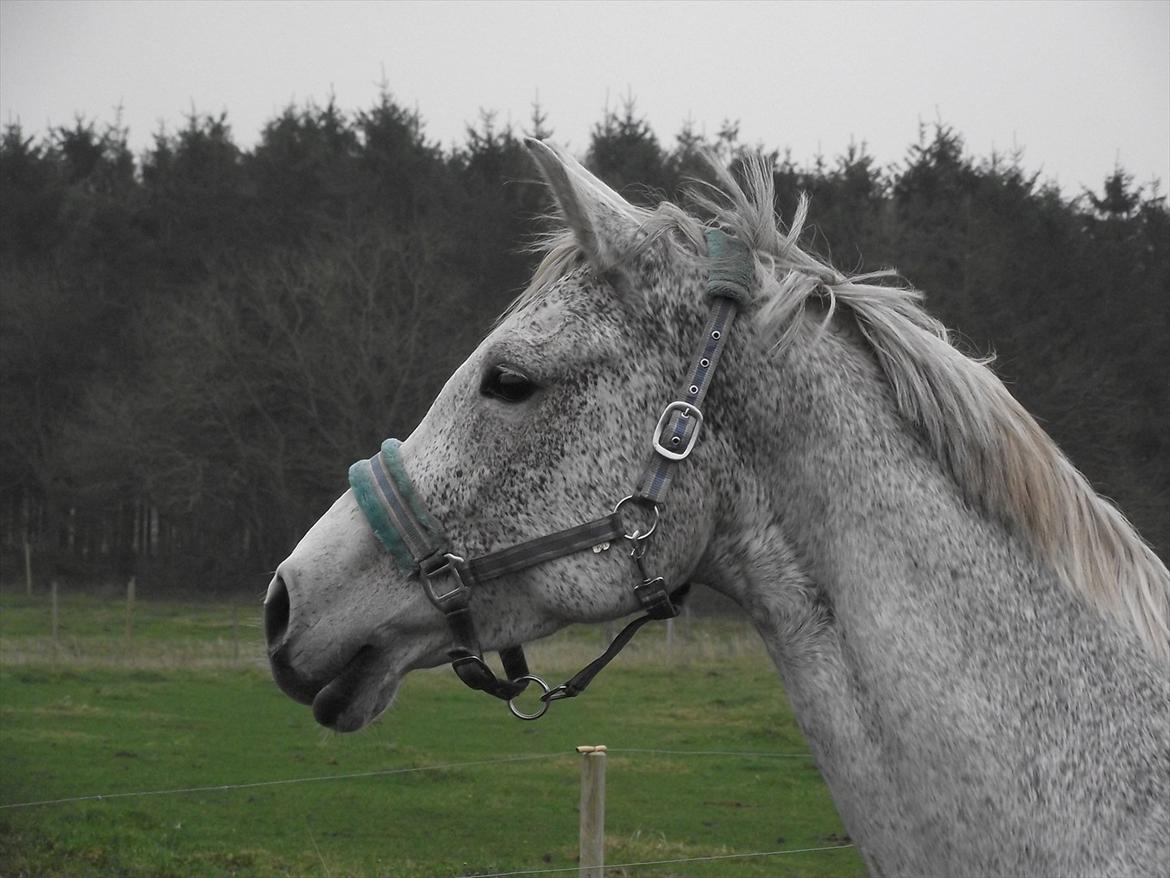 Anden særlig race Højgårdens Tess<3 Lille grå:) - Because your happy face is the only thing in life I need.<3 billede 5