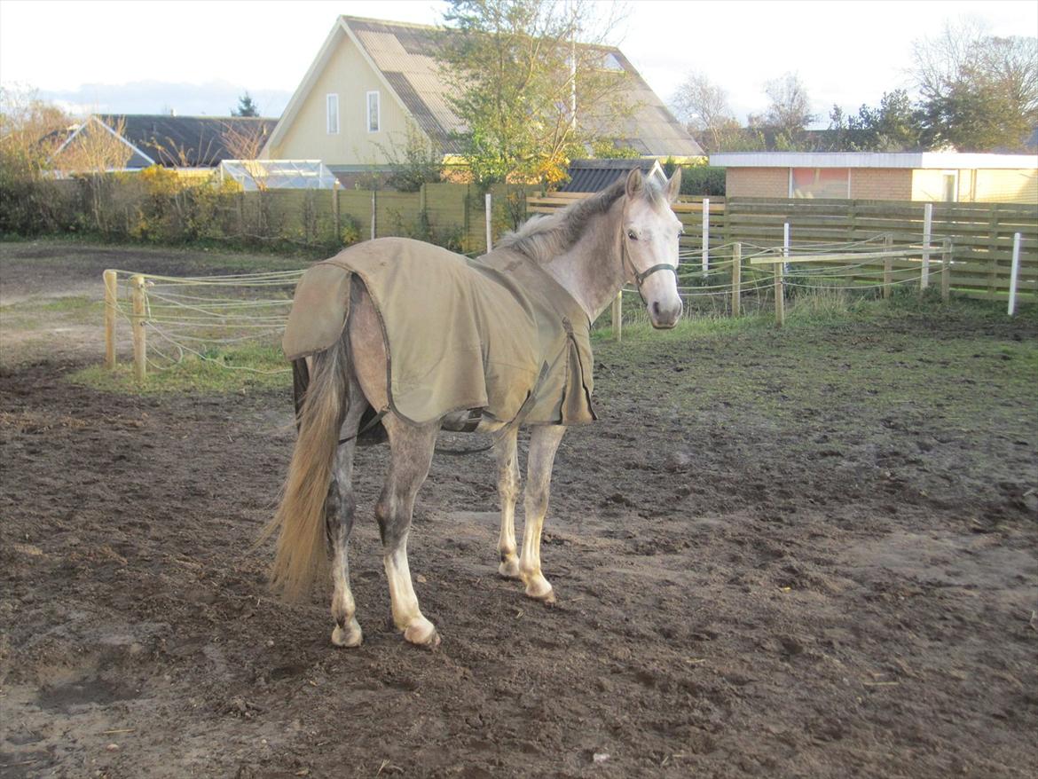 Anden særlig race El. Diego *R.I.P<3 †* - *16- Min dejlig dreng<3<3 billede 16