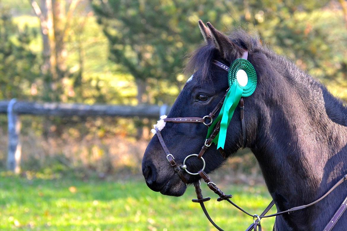 New Forest Banda - 4 Plads LD i OHR november 2011 billede 19