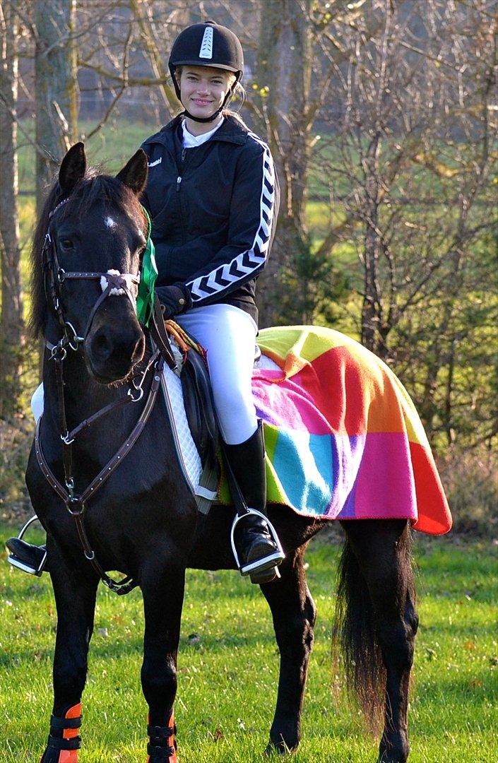 New Forest Banda - 4 Plads LD i OHR november 2011
 billede 1