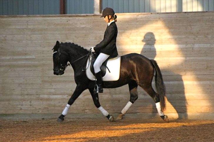 New Forest Banda - LC1 i OHR oktober 2011 billede 20