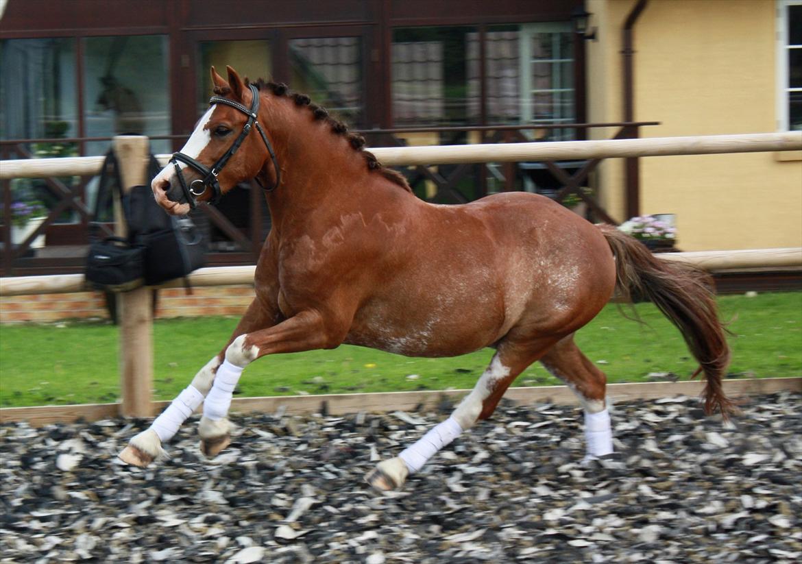 Welsh Pony af Cob-type (sec C) Thers Hey Harlekin - B-pony!! - Turbo Harlekin<3 Foto: Mig billede 15