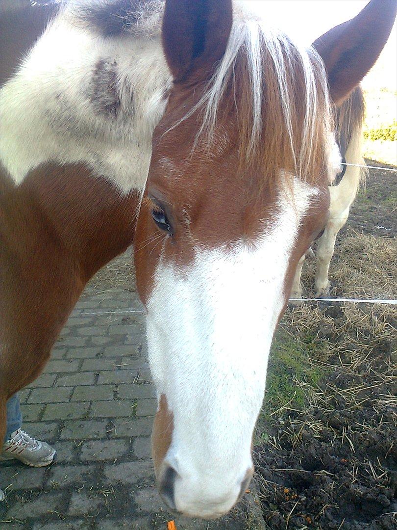 Anden særlig race Wotan - Dejlige Wotan, da vi besøgte ham ugen inden, at han blev min <3 billede 20