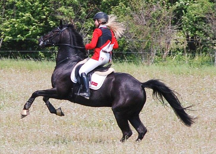Knabstrupper Calista **** R.I.P. **** - Calista, Jagt 2011 billede 1