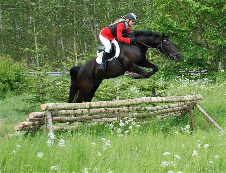 Knabstrupper Calista **** R.I.P. **** - Calista, Jagt 2011 billede 2