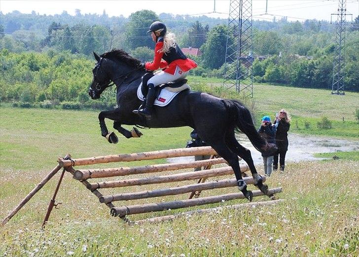 Knabstrupper Calista **** R.I.P. **** - Calista, Jagt 2011 billede 3