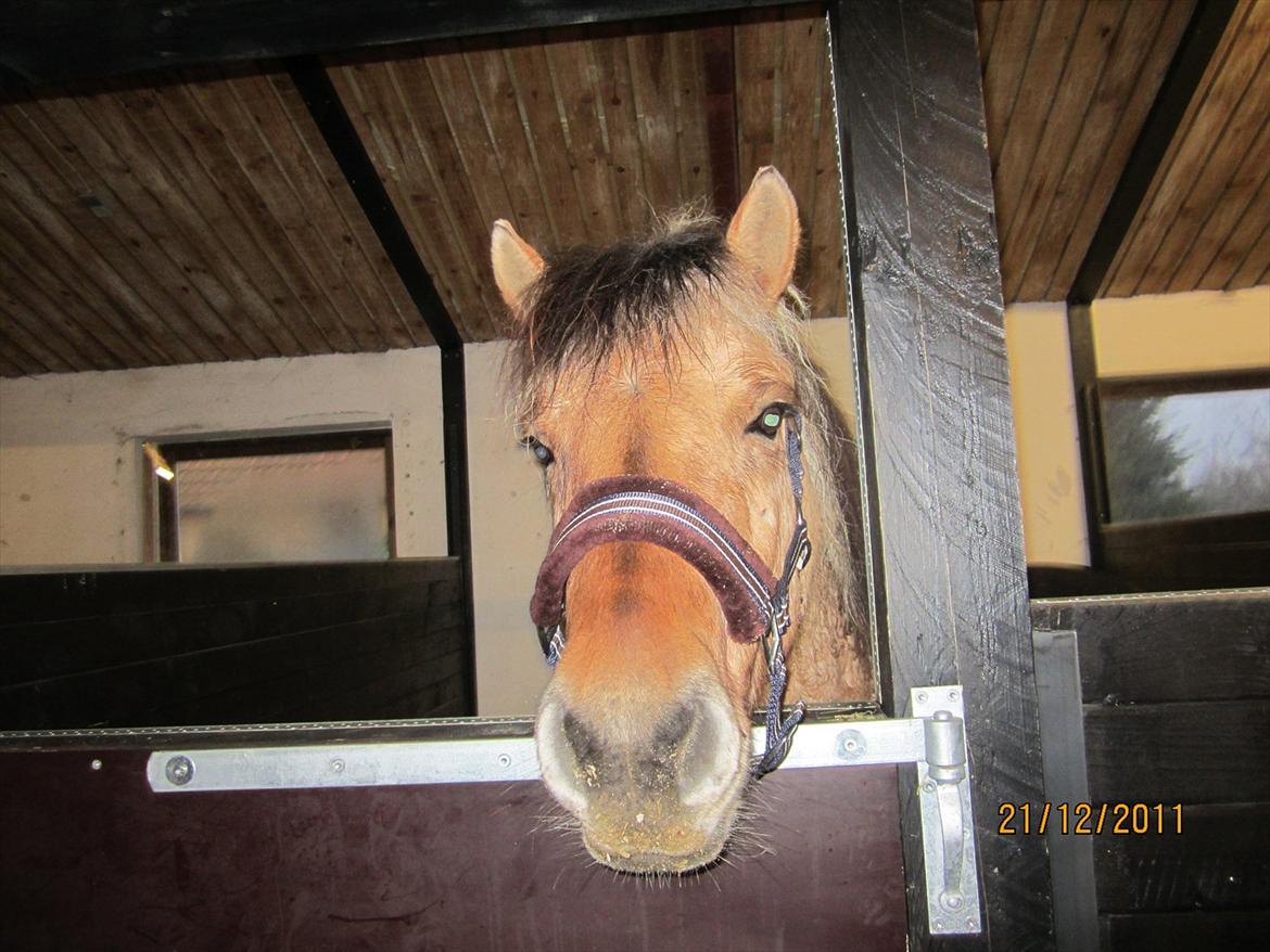 Fjordhest Frodo - Nurh!<3 billede 12