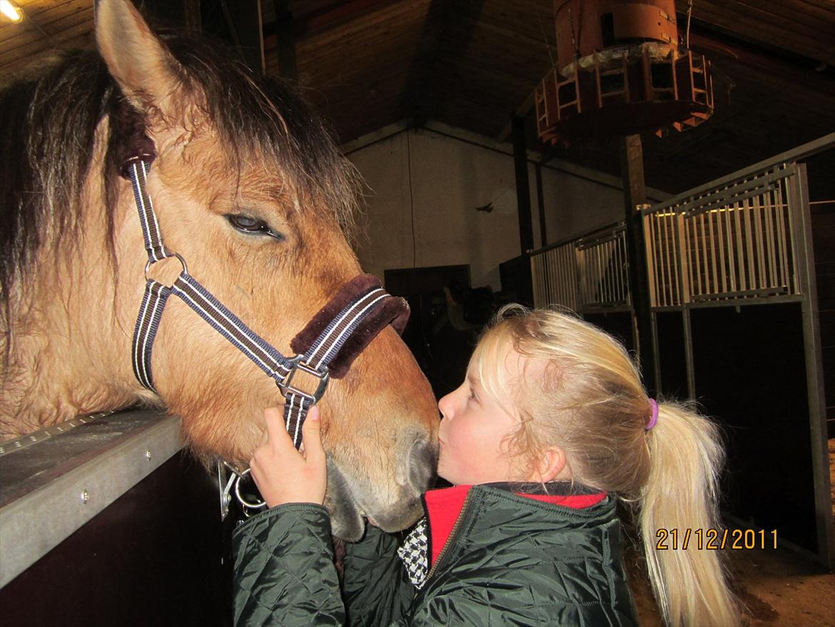 Fjordhest Frodo - Elsker dig!<3 billede 3