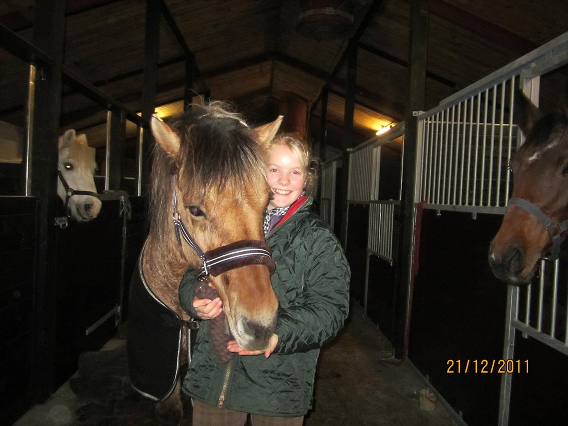 Fjordhest Frodo - :D<3 billede 6