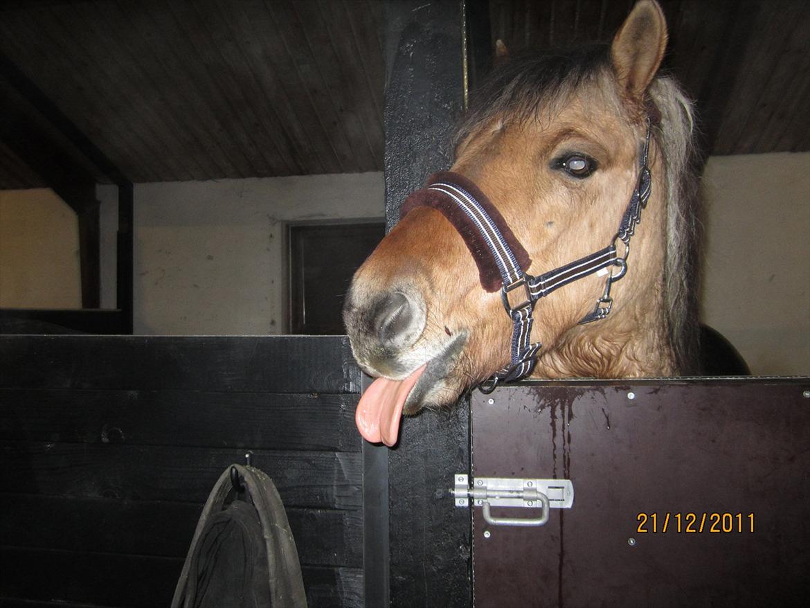 Fjordhest Frodo - Hehe:D billede 10