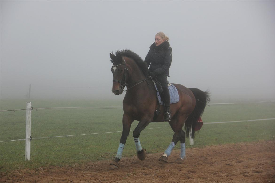 Dansk Varmblod Free Willy; Babyface <3 B-hest! - Træning, 20. november 2011.. billede 17