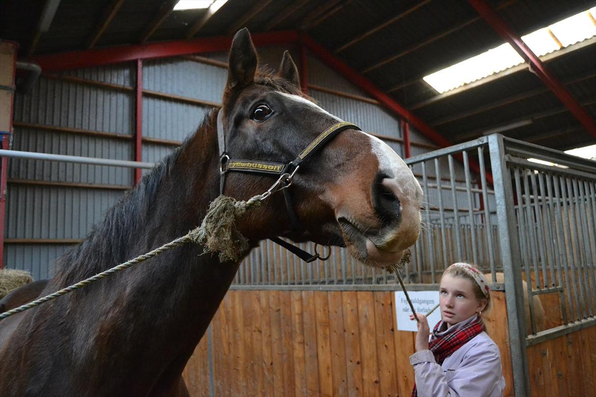 Dansk Varmblod Pimpernel billede 8