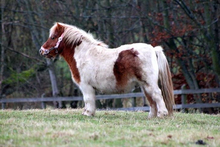 Shetlænder Fischer billede 7