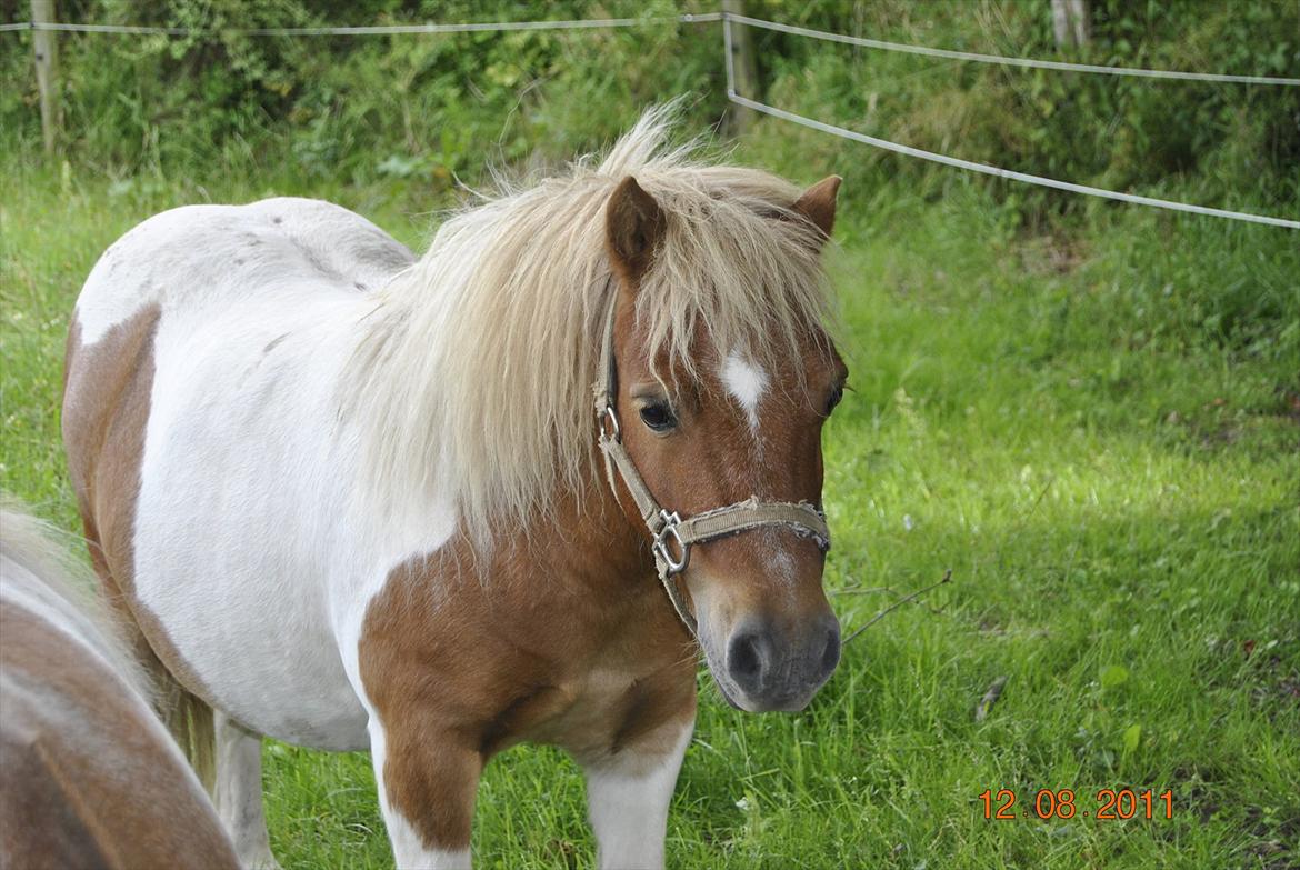 Shetlænder Fischer billede 8
