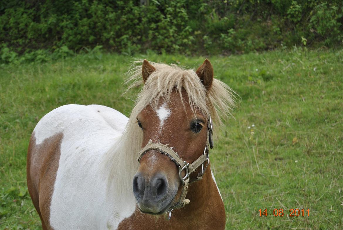 Shetlænder Fischer billede 9