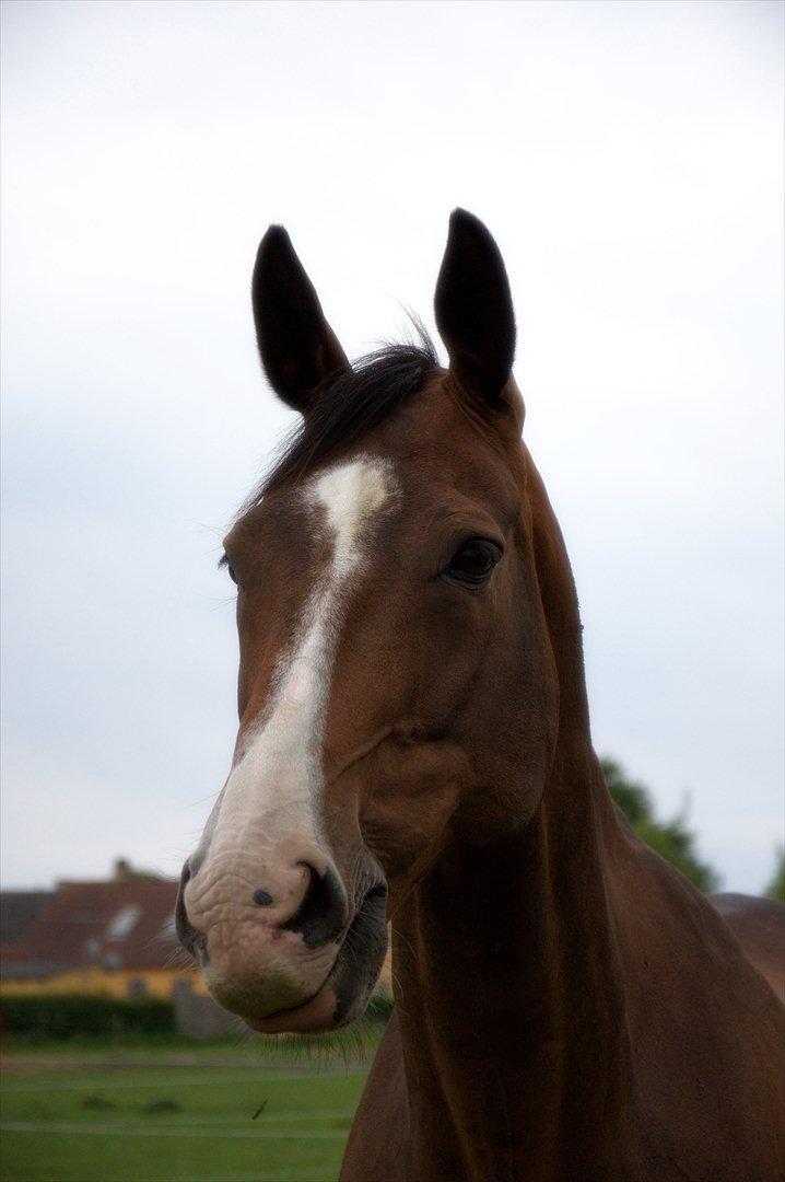 Dansk Varmblod Pimpernel - ibehøver ikke sige jeg er smuk jeg ved det godt billede 9