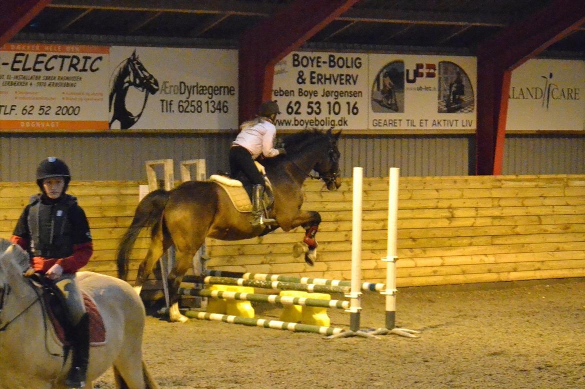 Dansk Varmblod Pimpernel billede 10