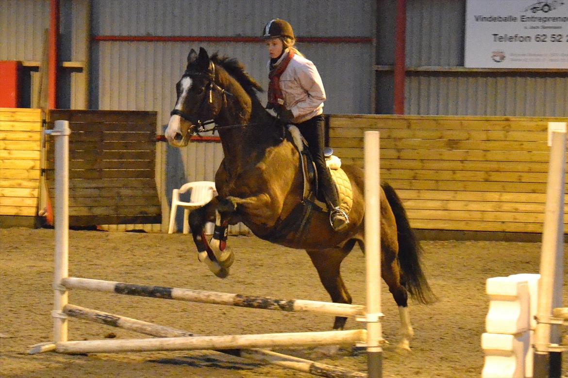 Dansk Varmblod Pimpernel - obs første springtime på ham så det ikke særlig højt billede 11