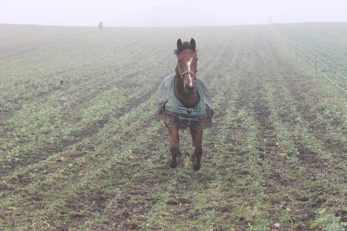 Anden særlig race Pick Pack billede 19