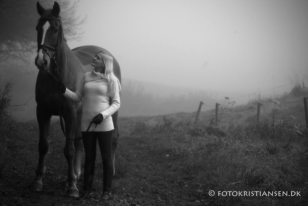 Belgisk varmblod Bocaccio Du Riou - Fotokristiansen.dk billede 7