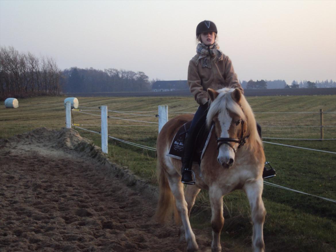 Tyroler Haflinger Bonny - Træning efteråret 2011 ;-) billede 3