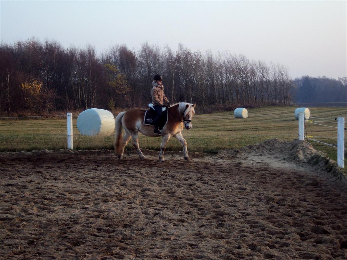 Tyroler Haflinger Bonny billede 7