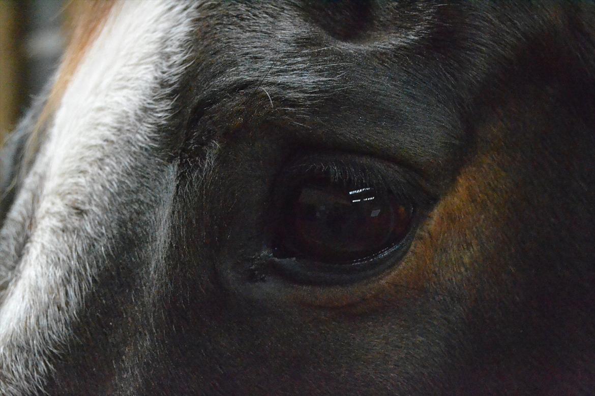 Dansk Varmblod Pimpernel billede 12