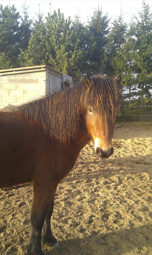 Islænder Náttfari fra Ll. Hafmey billede 10