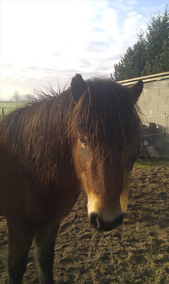 Islænder Náttfari fra Ll. Hafmey billede 11