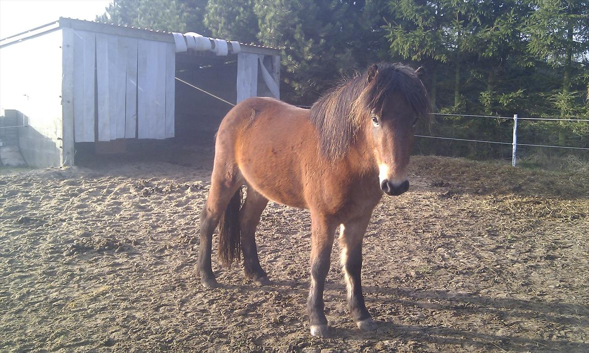 Islænder Náttfari fra Ll. Hafmey billede 12