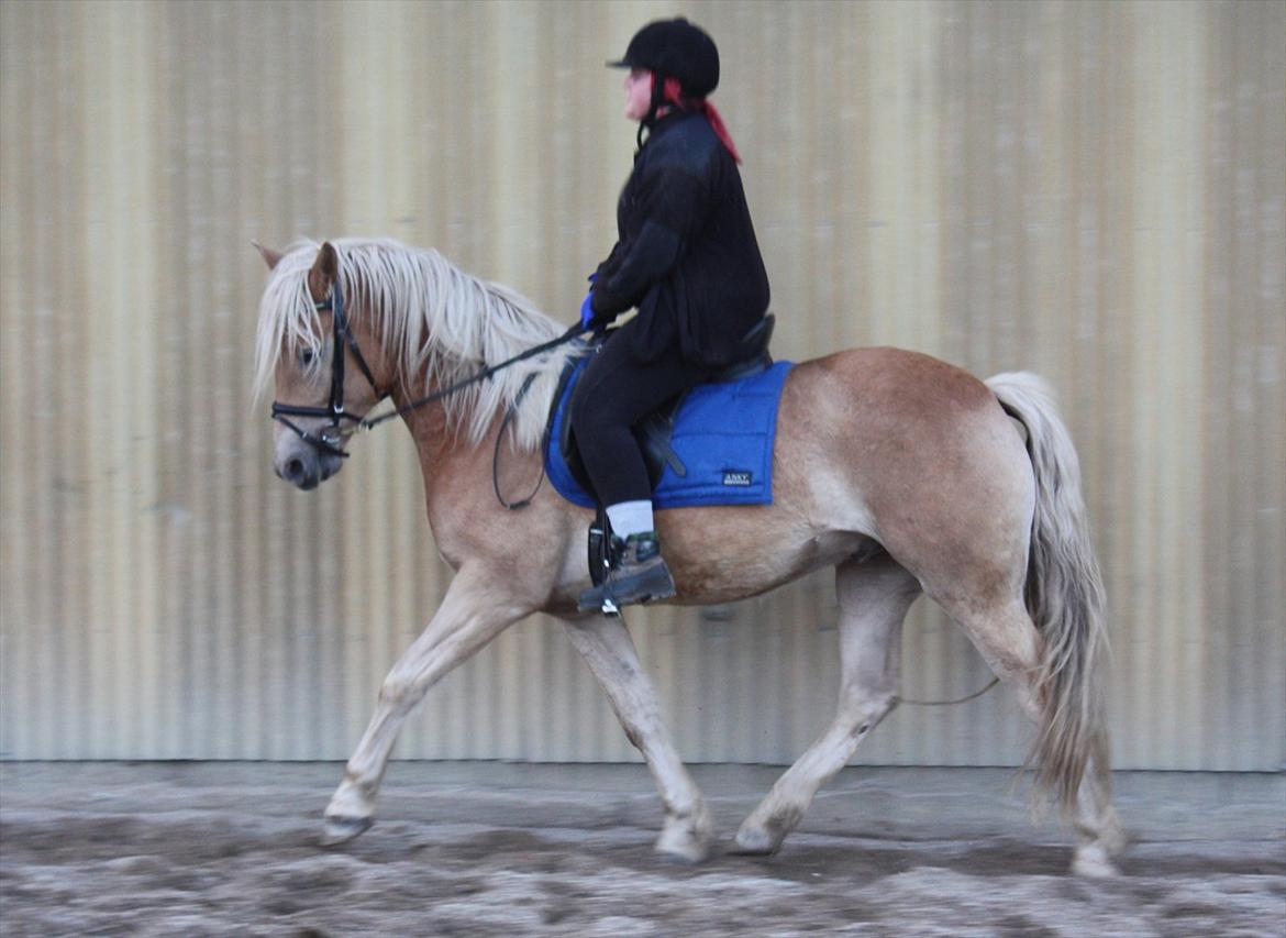 Haflinger Rabæks Cuba billede 2