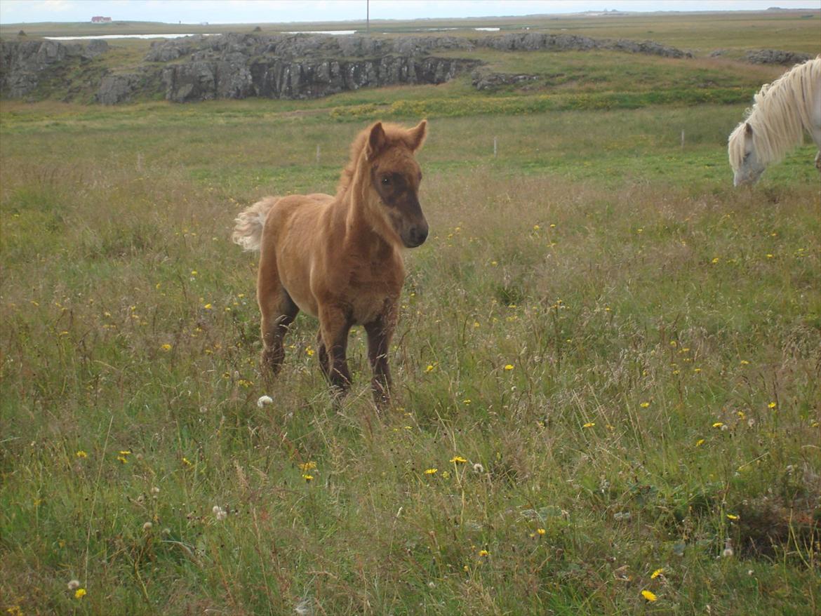 Islænder Gjæfa<3 billede 1