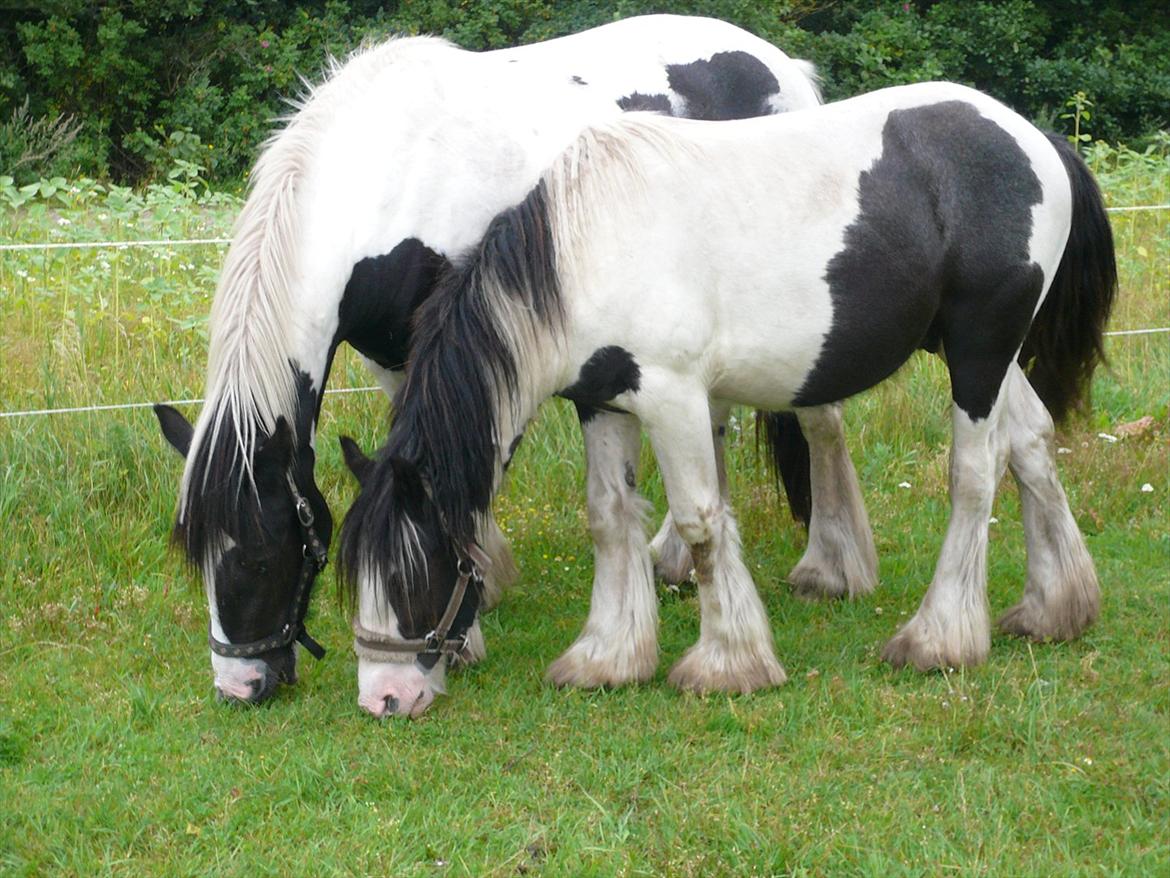 Irish Cob Schakesspeer - Her står jeg sammen med min store søster Blue Bell:) billede 5