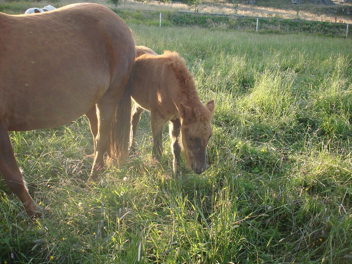 Islænder Gjæfa<3 billede 2