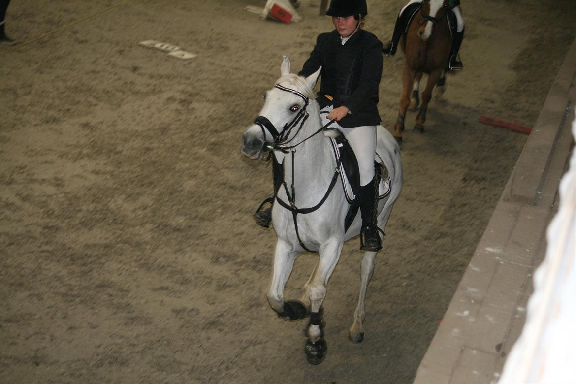 Anden særlig race Star B-PONY! - æres runde, tabt rosetten:-) billede 2