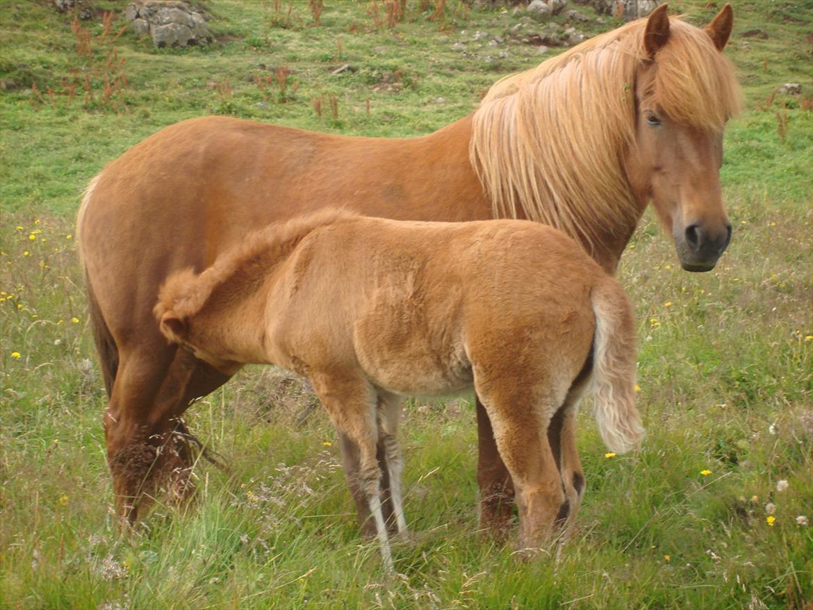 Islænder Gjæfa<3 billede 3