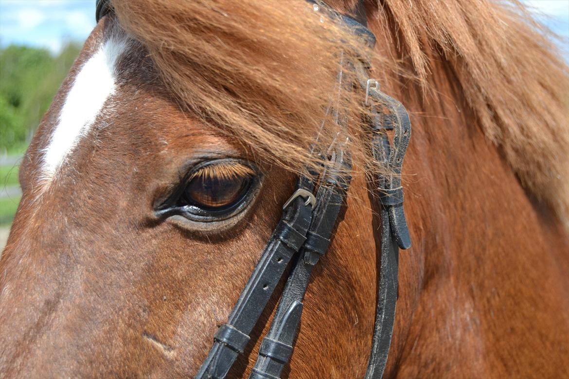 Welsh Pony af Cob-type (sec C) Tjekita ¤My Soulmate¤ - Intet er nemmere end at sige hej, men heller intet er svære end at sige farvel ! <3 Mester fotograf: Mig billede 18