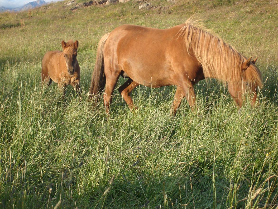 Islænder Gjæfa<3 billede 4