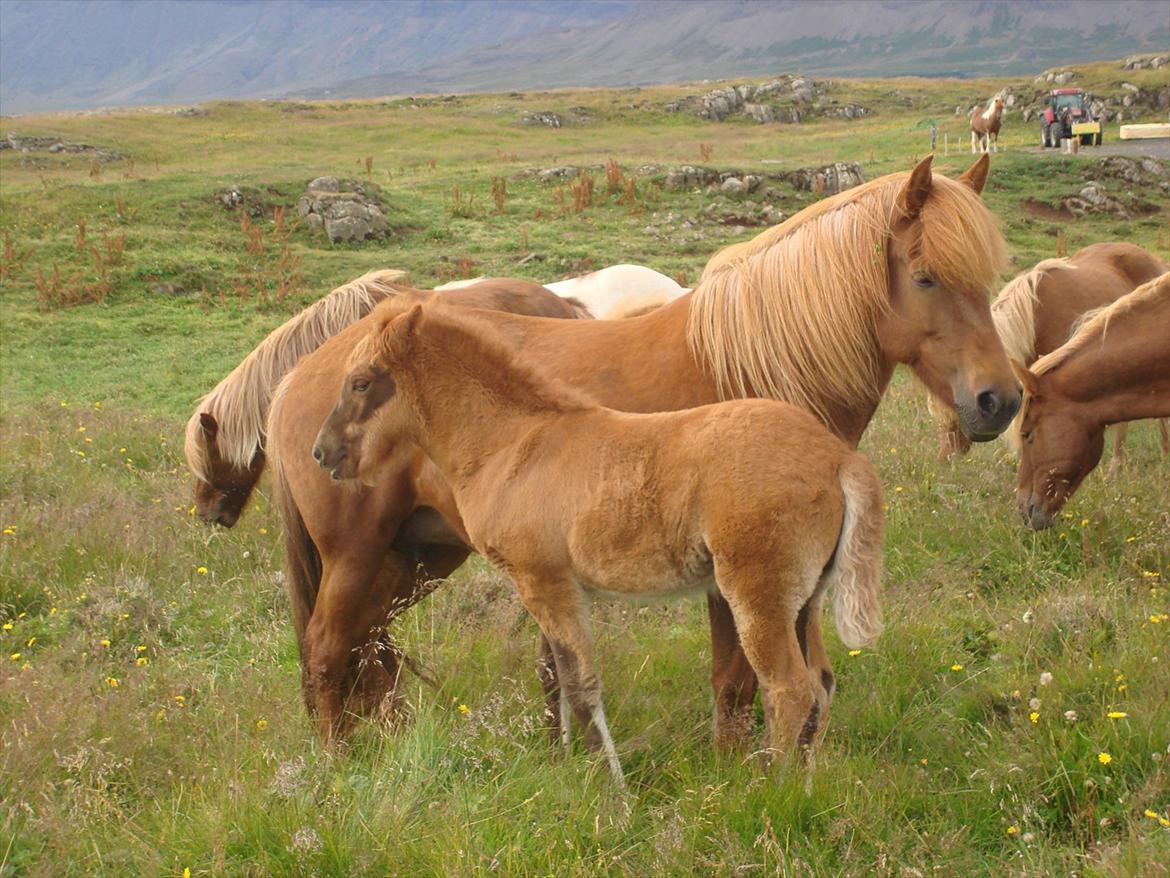 Islænder Gjæfa<3 billede 5