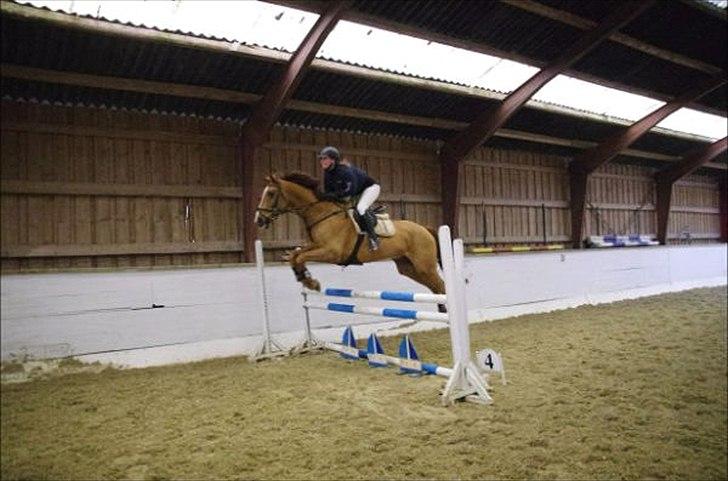 Anden særlig race Chianti Zamangah billede 7