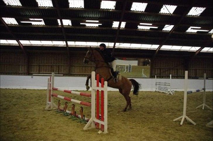 Anden særlig race Chianti Zamangah billede 8