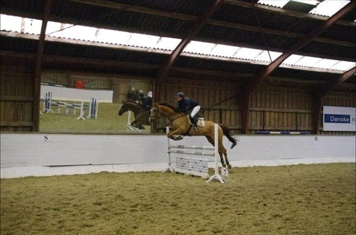 Anden særlig race Chianti Zamangah billede 9